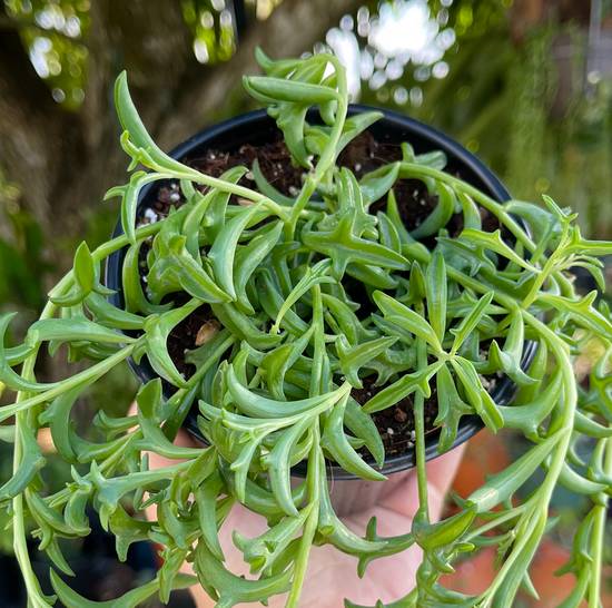 Senecio Peregrinus