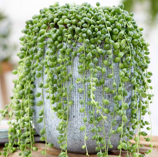 Senecio Rowleyanus
