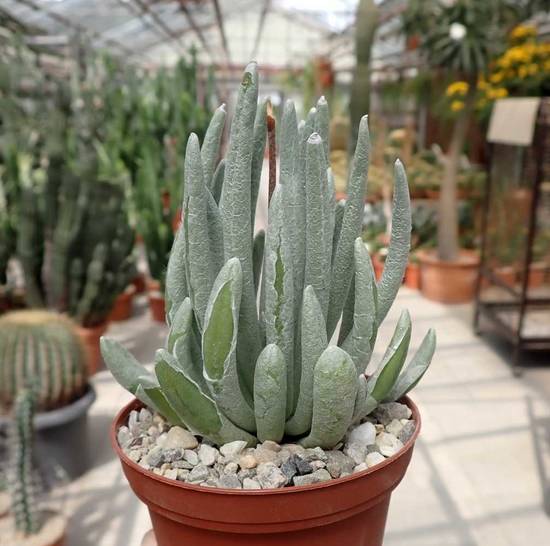 Senecio Scaposus