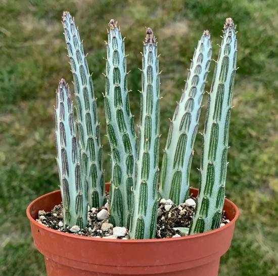 Senecio Stapeliiformis