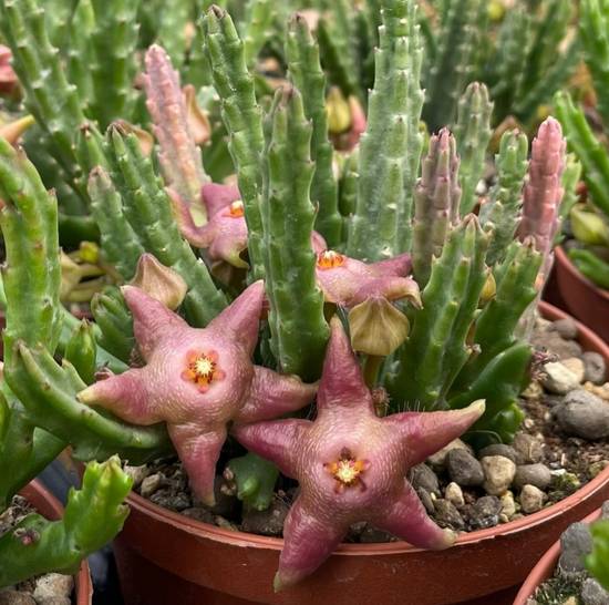 Stapelia Divaricata