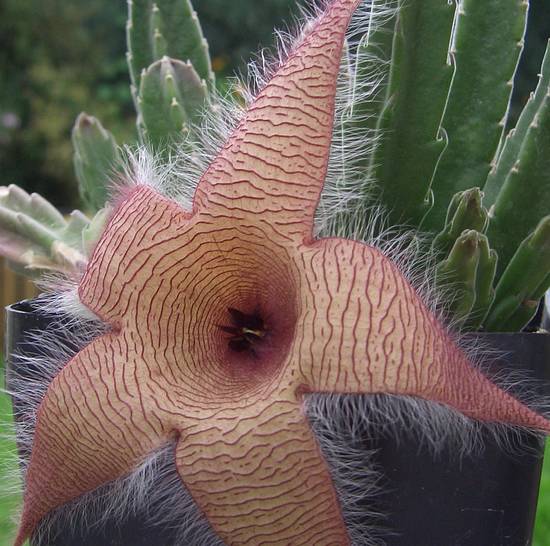 Stapelia Grandiflora