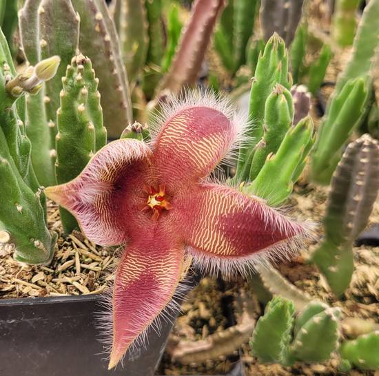 Stapelia Hirsuta