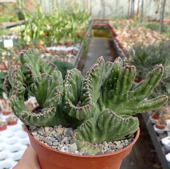 Stapelia Leendertziae Cristata