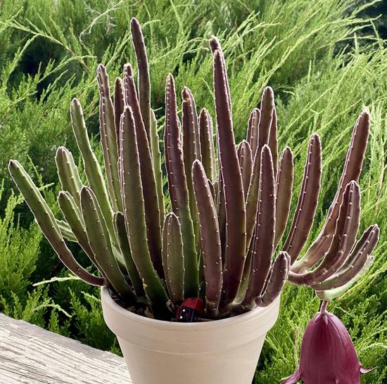 Stapelia Leendertziae