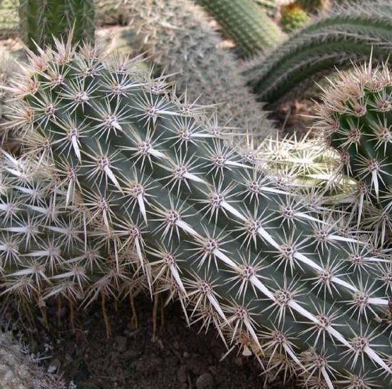 Machaerocereus Eruca