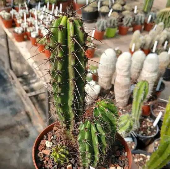 Stenocereus Thurberi