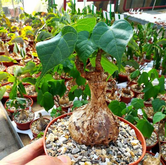 Sterculia Colorata