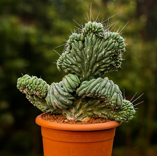 Stetsonia Coryne Cristata