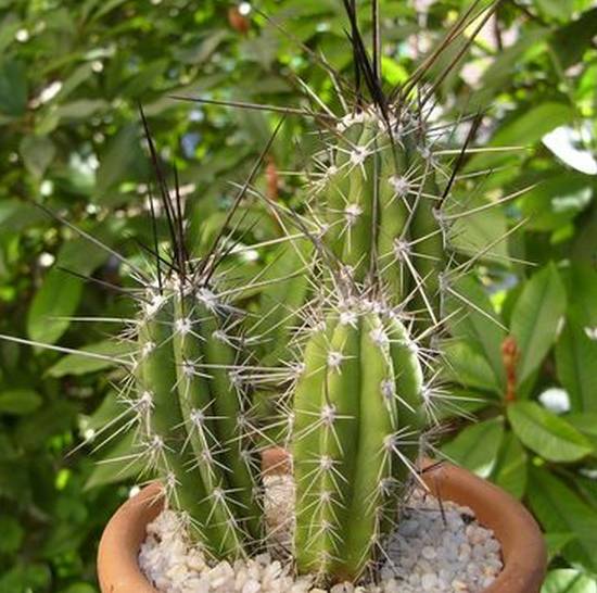 Stetsonia Coryne