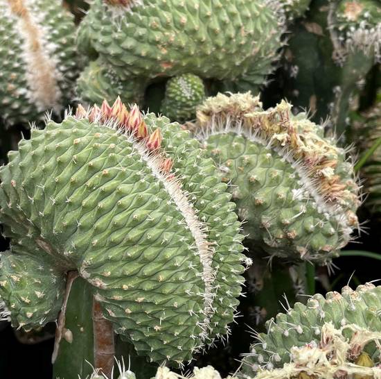 Strombocactus Disciformis Cristata