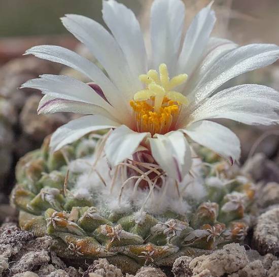 Strombocactus disciformis