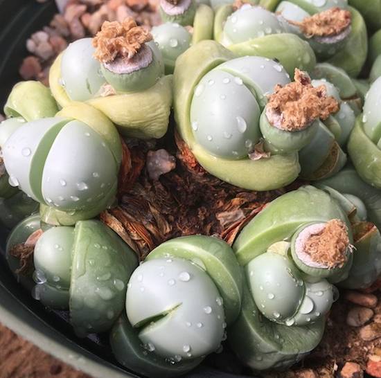 Argyroderma Pearsonii