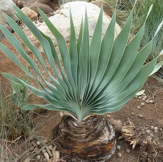 Boophone Disticha