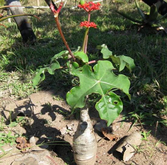 Jatropha Podagrica