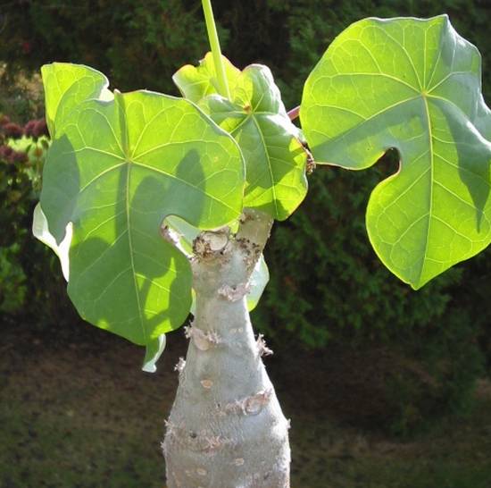 Jatropha Podagrica