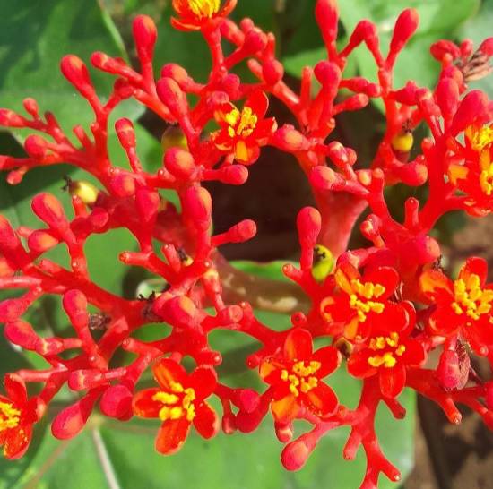 Jatropha Podagrica