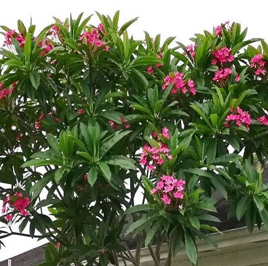 Plumeria Rubra