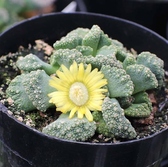 Titanopsis Calcareum