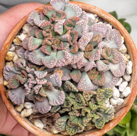 Titanopsis Calcareum