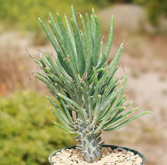 Tylecodon Wallichii