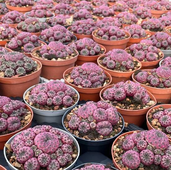 Sulcorebutia Rauschii Violacidermis