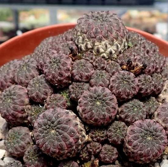 Sulcorebutia Rauschii