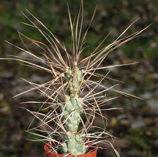 Tephrocactus Aoracanthus Paediophilus