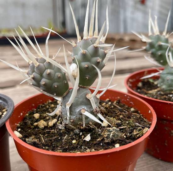 Tephrocactus Articulatus Papyracanthus