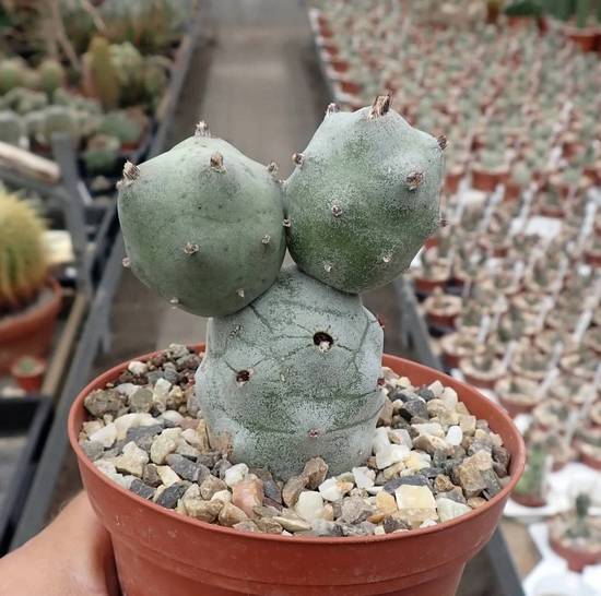 Tephrocactus Calvus