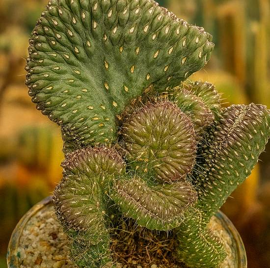 Tephrocactus Fulgida Cristata