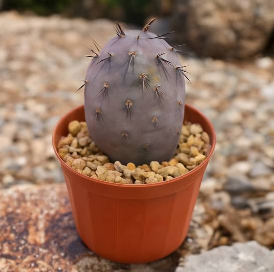 Tephrocactus Geometricus Pink
