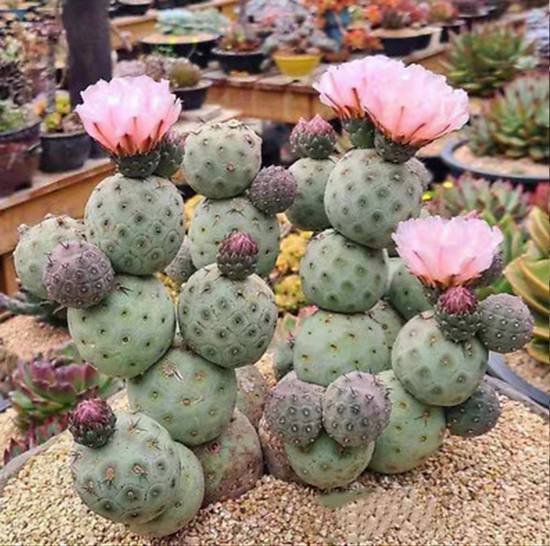 Tephrocactus Geometricus