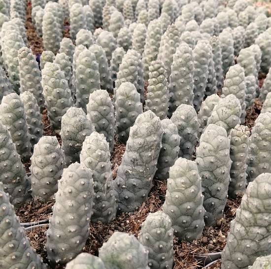 Tephrocactus Strobiliformis