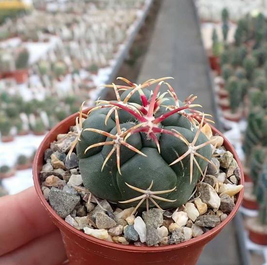 Thelocactus Hexaedrophorus