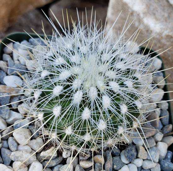 Thelocactus Macdowellii