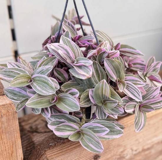 Tradescantia Albiflora Nanouk