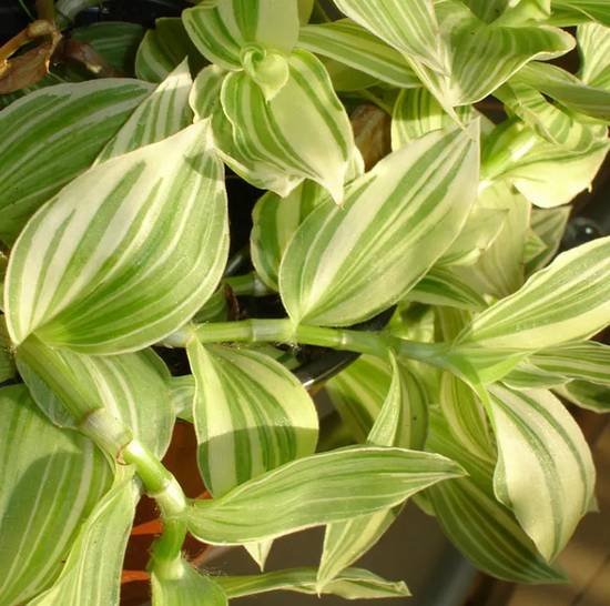 Tradescantia Albiflora
