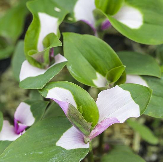 Tradescantia Blushing Bride