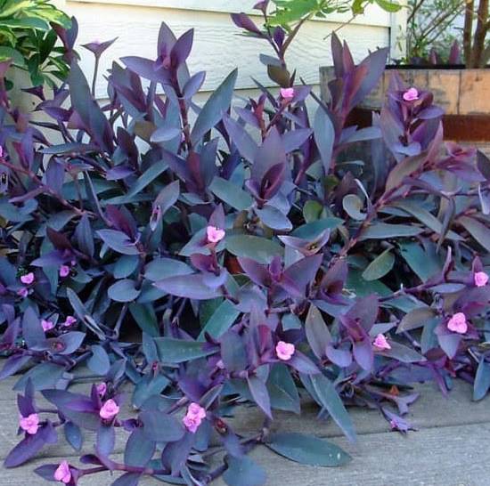 Tradescantia Pallida