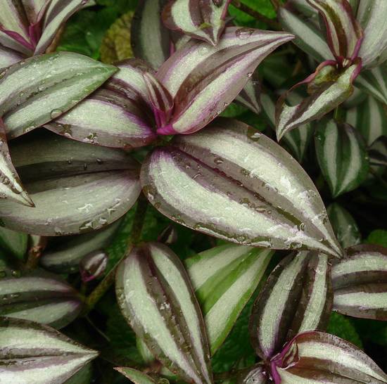 Tradescantia Zebrina