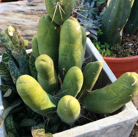 Trichocereus Bridgesii Monstruoso