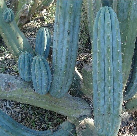 Trichocereus Bridgesii