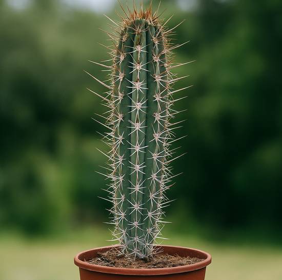 Trichocereus chiloensis