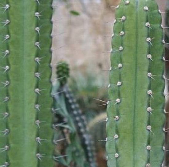 Trichocereus Forbesi