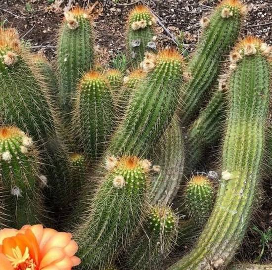 Trichocereus Huascha