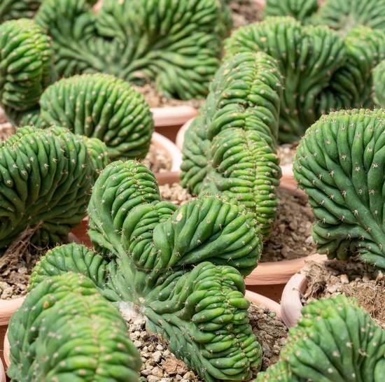 Trichocereus Pachanoi Cristata