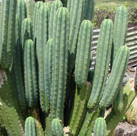 Trichocereus Pachanoi