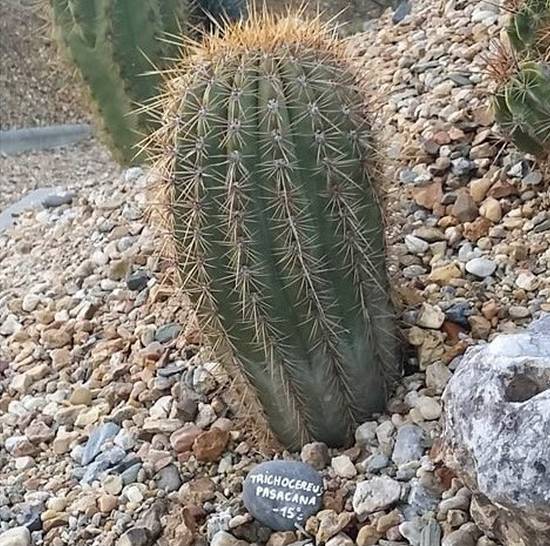 Trichocereus Pasacana