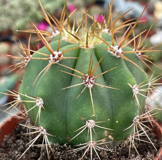 Trichocereus Poco